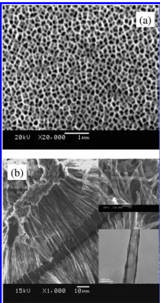 FIGURE 4. Electron photographs of 20%-silica/titania compositemembrane and 20%-silica/titania nanotubes prepared in the aluminamembranes with 200 nm diameter pores