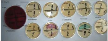 Figure 8: Antibacterial activity of chitosan-Ag nanoparticle materi-als synthesized with 0.02 M AgNO3.