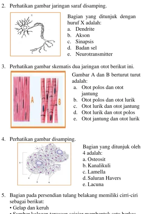 Gambar A dan B berturut turut  adalah: 