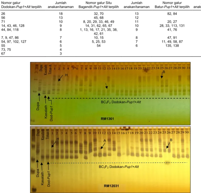 Tabel 4.  Individu  galur  BC 3 F 2   terpilih  hasil  analisis  foreground  menggunakan  marka  lokus  Alt  dan  Pup1  dan  jumlah  anakan  per  tanaman  terbanyak galur BC 3 F 2  terpilih