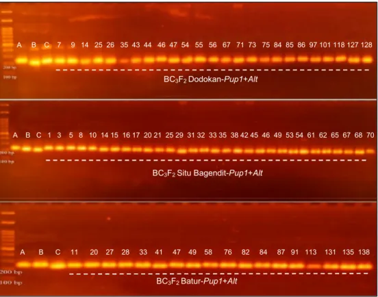 Gambar 3.  Pola  pita  marka  Kas46-2  untuk  verifikasi  lokus  Pup1  hasil  analisis  foreground  pada  25  individu  masing-masing galur BC 3 F 2 