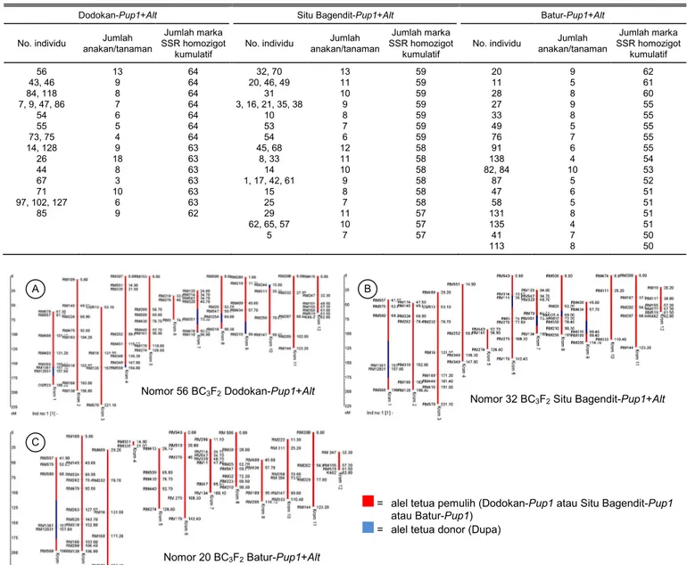 Gambar 4. Hasil analisis proporsi genetik individu terbaik galur BC 3 F 2 . Nomor 56 BC3F2 Dodokan-Pup1+Alt 