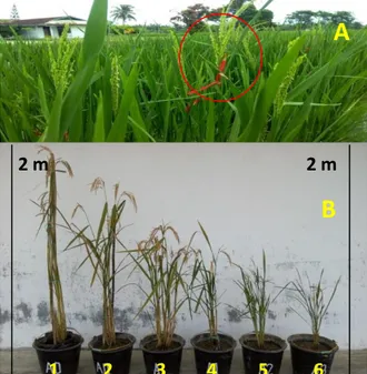 Gambar  5.  (A)  Mutan  umur  genjah  (60  HST  (B)  Tinggi  tanaman  (T);  tanaman  induk  (1=  lahan  kering,  2= lahan sawah, (T) = ˃150 cm), mutan genjah dengan  postur  semi-dwarf  (3,4,5,(T)  =  85-125  cm)  dan  dwarf  (6,  (T)  =  ˂85  cm)  hasil  