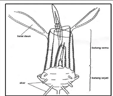 Gambar 1. Bagian- bagian tanaman bawang merah (Sumber: Sinclair, 1988)  