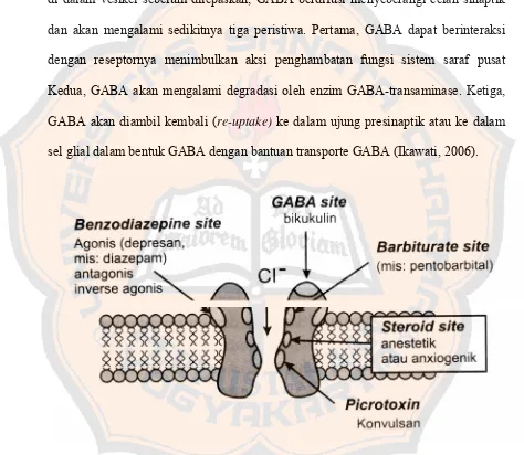 Gambar 1. Beberapa tempat ikatan pada reseptor GABAA (Nestler cit., Ikawati, 2006) 
