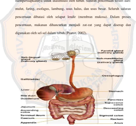 Gambar 1. Anatomi Saluran Cerna (Wakefield, 2005) 