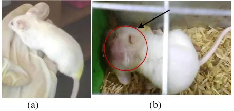 Figure 2: (a). Normal mice without the lump in the cervix (b). Cancer mice with symptoms such as a lump in the cervix 