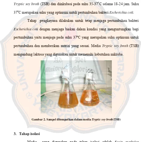 Gambar 2. Sampel ditempatkan dalam media Tryptic soy broth(TSB) 
