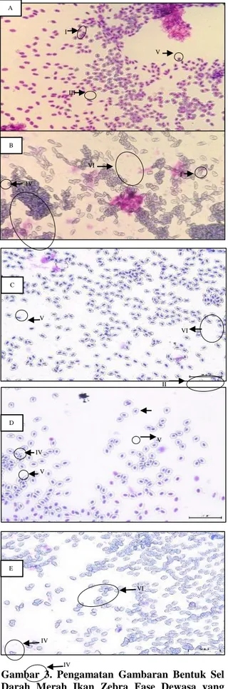 Gambar  3.  Pengamatan  Gambaran  Bentuk  Sel  Darah  Merah  Ikan  Zebra  Fase  Dewasa  yang  Dipapar Malathion Secara Kronik 