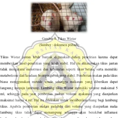 Gambar 4. Tikus Wistar 