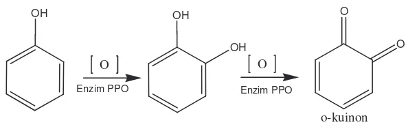 Gambar 6. Proses oksidasi fenol oleh enzim polifenol oksidase (PPO) 