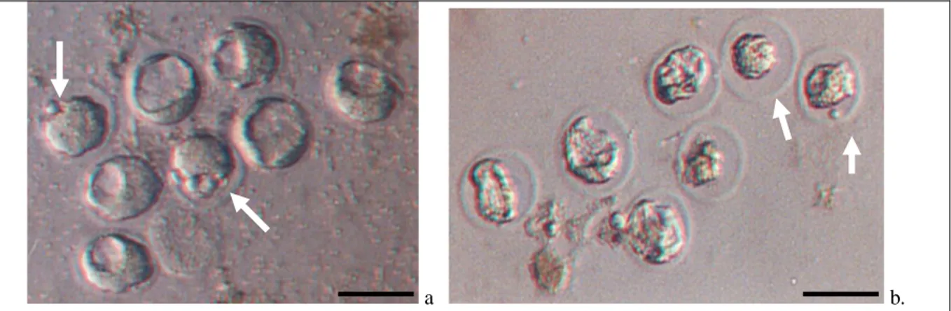 Gambar 1. Morfologi embrio mencit setelah vitrifikasi-thawing: (a) embrio mencit tahap morula (tanda panah)  dan  blastokista  (tanpa  tanda  panah)  yang  dapat  kembali  ke  bentuk  normal  (recovery)  setelah  dilakukan  vitrifikasi  dan  thawing,  (b) 