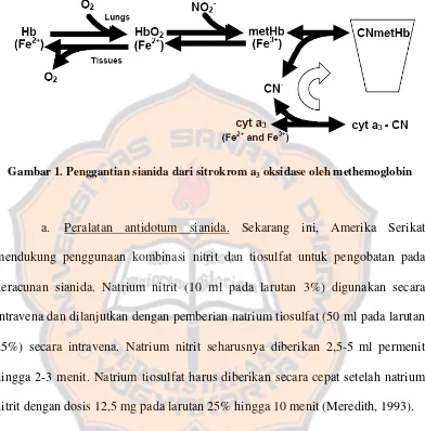 Gambar 1. Penggantian sianida dari sitrokrom a3 oksidase oleh methemoglobin 