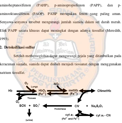 Gambar 3. Pengubahan sianmethemoglobin menjadi tiosianat oleh rhodanase dan tiosulfat 