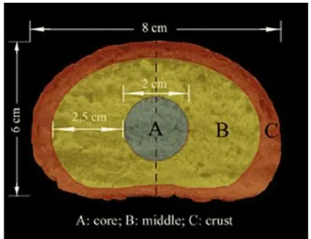 Fig. 1. Schematic to illustrate the cross section of the bread used in the currentwork.