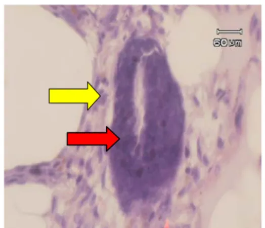 Gambar 1.  Gambaran mikroskopik payudara  mencit kelompok A.  Tampak duktus laktiferi  yang dilapisi selapis epitel kuboid jaringan ikar  longgar, dan jaringan adipose (pembesaran 100  x)
