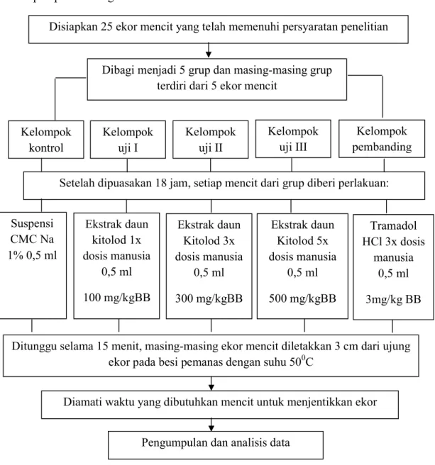 Gambar 1. Bagan uji efek analgesik ekstrak daun Kitolod (Isotoma longiflora Presl.) dan   Tramadol HCl 