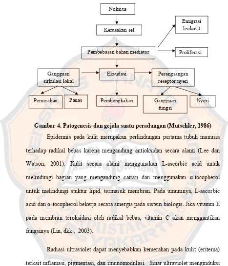 Gambar 4. Patogenesis dan gejala suatu peradangan (Mutschler, 1986) 