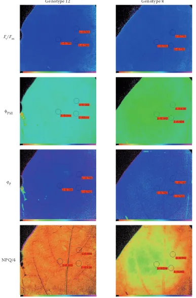 Fig. 2. Chlorophyll fluorescence images of FNPQ/4: 0.103 and 0.202, the first value for each parameter being of genotype 12 and second value of genotype 8; AOI are defined genotypes in terms of photosynthesis ratemean values for three areas of interest in each image – photons/mv/Fm, fPSII, qP and NPQ/4 at steady-state with actinic illumination of 204 μmol 2·s at the end of water stress period (5 months) in tolerant (12, ECU-973) and sensitive (8, Piquillo de Lodosa) Fv/Fm: 0.746 and 0.725; fPSII: 0.536 and 0.412; qP: 0.791 and 0.746 and using the PAM software (V0.55; Walz, Effeltrich, Germany) 