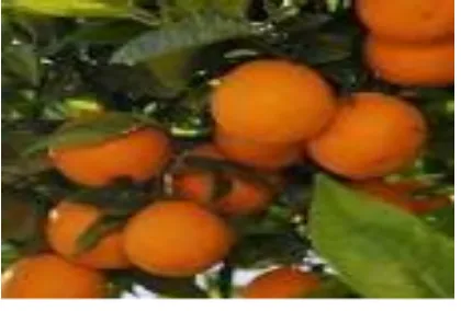 Gambar 2.1 jeruk manis (Citrus aurantium) 