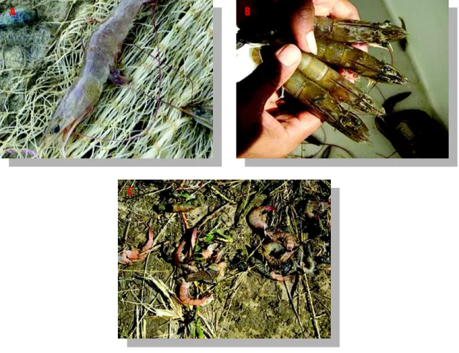 Gambar 5. Udang vanamei yang masih hidup tetapi sudah terserang WSSV, nampak tubuhnya kemerahan (A), udang vanamei yang terserang WSSV dengan bintik putih di karapas (B), udang vanamei yang mati akibat serangan WSSV (C)