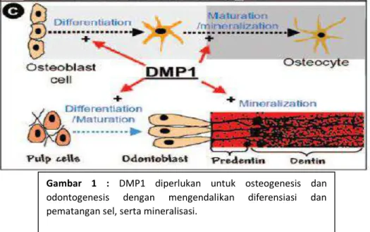 Gambar  1  :  DMP1  diperlukan  untuk  osteogenesis  dan  odontogenesis  dengan  mengendalikan  diferensiasi  dan  pematangan sel, serta mineralisasi
