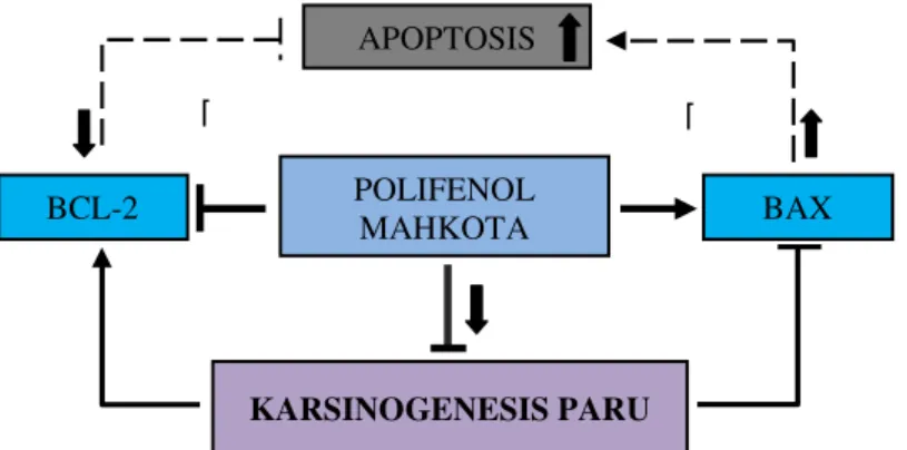 Gambar 5. Hasil  skema  mekanisme  polifenol Mahkota  Dewa dalam  menginduksi  apoptosis  sel  pada  proses  karsinogenesis  paru.