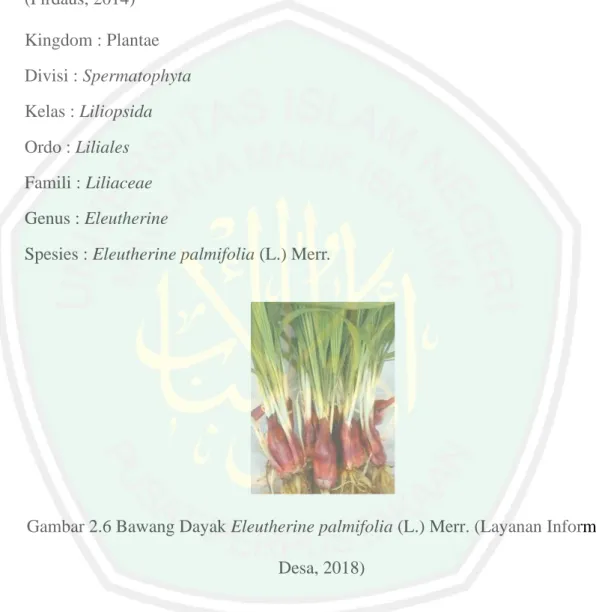 Gambar 2.6 Bawang Dayak Eleutherine palmifolia (L.) Merr. (Layanan Informasi  Desa, 2018) 