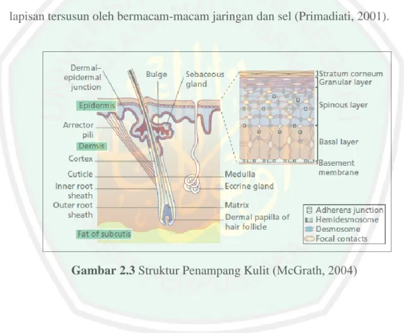 Gambar  2.3 Struktur Penampang Kulit (McGrath, 2004) 