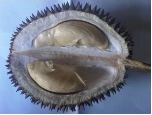 Gambar 3. Durian (Durio zibethinus Murr.) yang digunakan sebagai bahan fermentasi tempoyak (Dokumentasi Hengky Saputra, 2011)  