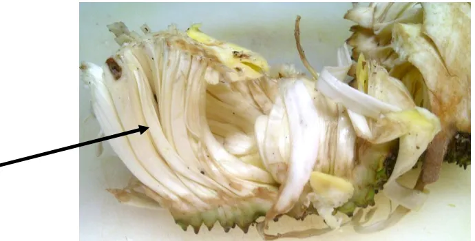 Tabel 1. Kandungan gizi dalam 100 gram buah durian (Durio zibethinus Murr.) 