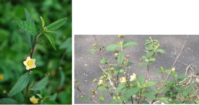 Gambar 1. Tumbuhan Sidaguri (Sida rhombifolia L.) 