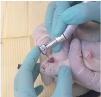 Gambar  2  memperlihatkan  gigi  tikus  yang  sedang  dibor  untuk  membuat  hewan  model  peradangan  gigi  yang  selanjutnya  diinjeksikan  dengan  LPS  1  mg/mL  pada  lobang  gigi  tersebut  dan  pada  jaringan  gusi