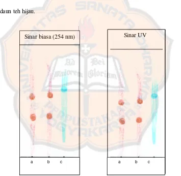 Gambar 5. Lempeng KLT diamati dengan sinar biasa dan UV (366 nm) 