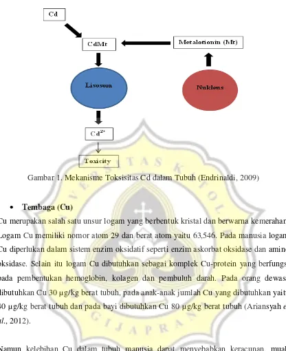 Gambar 1. Mekanisme Toksisitas Cd dalam Tubuh (Endrinaldi, 2009) 