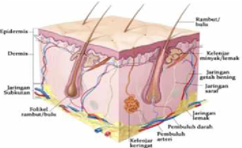 Gambar 1. Struktur Kulit (Rahmanto, 2011: 15)