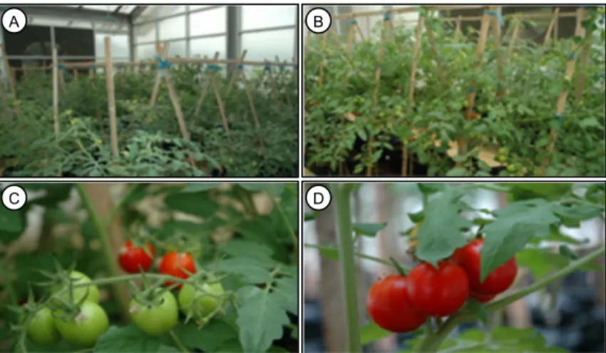 Gambar 2.  Penampilan galur tomat transgenik T 1  pada berbagai fase pertumbuhan di FUT