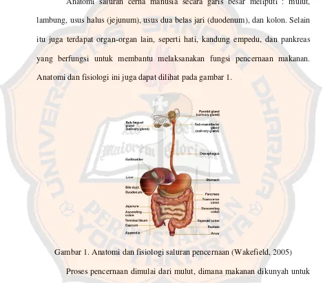 Gambar 1. Anatomi dan fisiologi saluran pencernaan (Wakefield, 2005) 