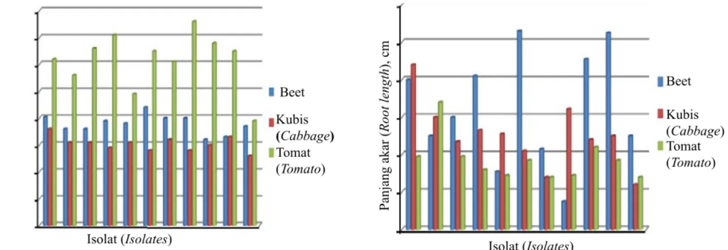 Gambar 3.   Pengaruh isolat cendawan terhadap pertumbuhan tinggi tanaman dan panjang akar tanaman beet, kubis,  dan tomat (Effect of fungus isolates on plant height and roots-length of beet, cabbage, and tomato  plants)