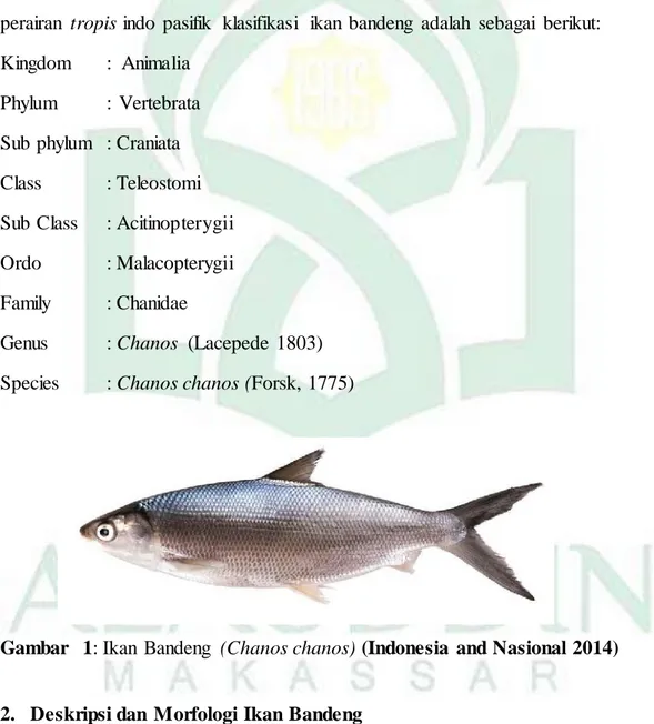 Gambar   1: Ikan  Bandeng  (Chanos chanos) (Indonesia  and Nasional 2014) 