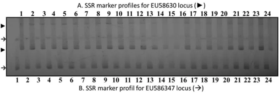 Fig. 1. Examples of allele proiles generated using J. curcas speciic SSR primers for 24 accessions (1 – 24)