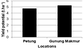 Fig 1. The number of tillers and productive tillers per hill of paddy in locations of Petung and Gunung Makmur