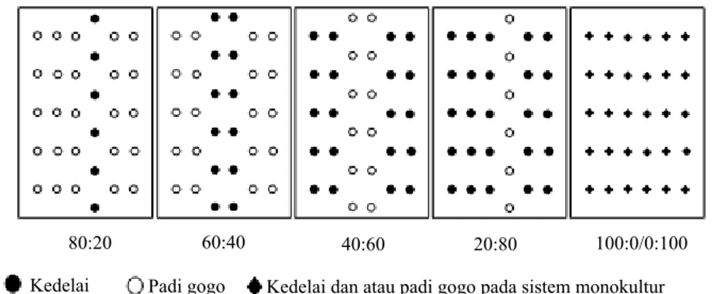 Gambar 1. Pengaturan proporsi tanaman padi gogo dan kedelai secara tumpangsari dan monokultur