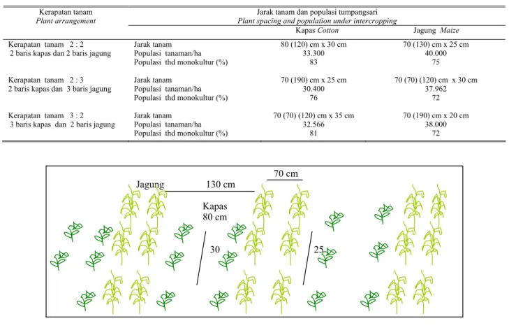Tabel 1.  Jarak tanam dan populasi tanaman kapas dan jagung 
