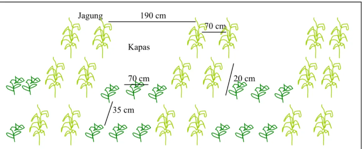 Figure 1. Planting arrangement of cotton and maize under intercropping 
