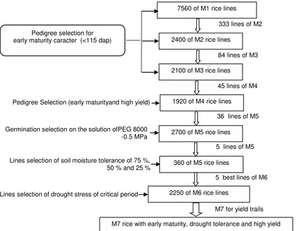 Figure 2. Selection strategy of red rice mutant for superior trait which is tolerant to drought 