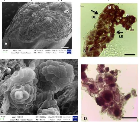 Figure 3. Scanning electron microscope (SEM) and histology view on A. SEM view on embryogenic callus formed on the abaxial part of leaf tip explant, scale bar = 400 μm, 77 x