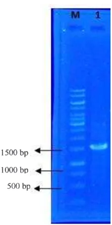 Table 2. Effect of The diazotroph of rice rhizosphere on in vitro growth of rice seedlings 