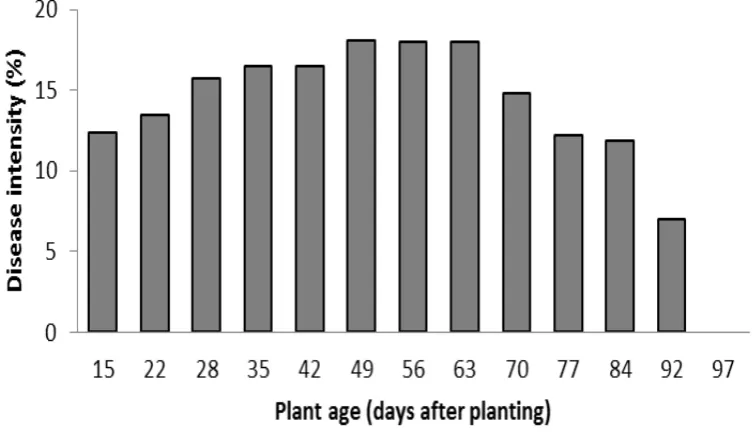 Figure 1.  Development of white rust disease intensity on chrysanthemum plants grown under plastic 