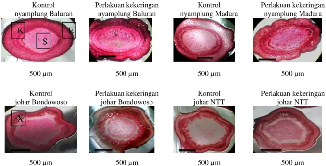 Gambar 3.   Penampang  melintang  batang  nyamplung  Baluran,  nyamplung  Madura,  johar  Bondowoso,  dan  johar NTT setelah 40 hari kekeringan, E = Epidermis, K = Korteks, X = Xilem, dan S = Stele